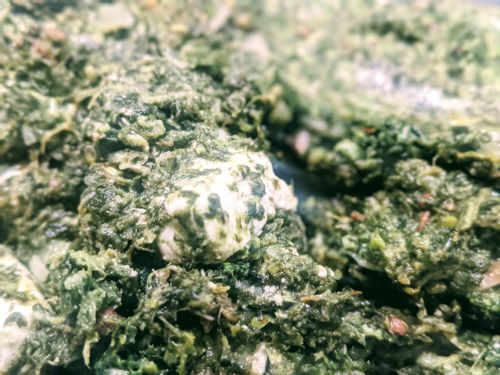 Saag Feta