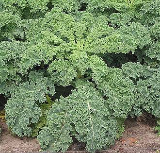 Everyday kale